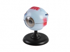 Модель глаза увеличенная MAXON 1633