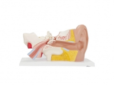 Модель уха MAXON 1638