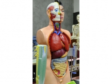 Торс человека 85 сантиметр MAXON 1632